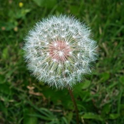 东北神草蒲公英根茶,野生中草药蒲公英茶图片