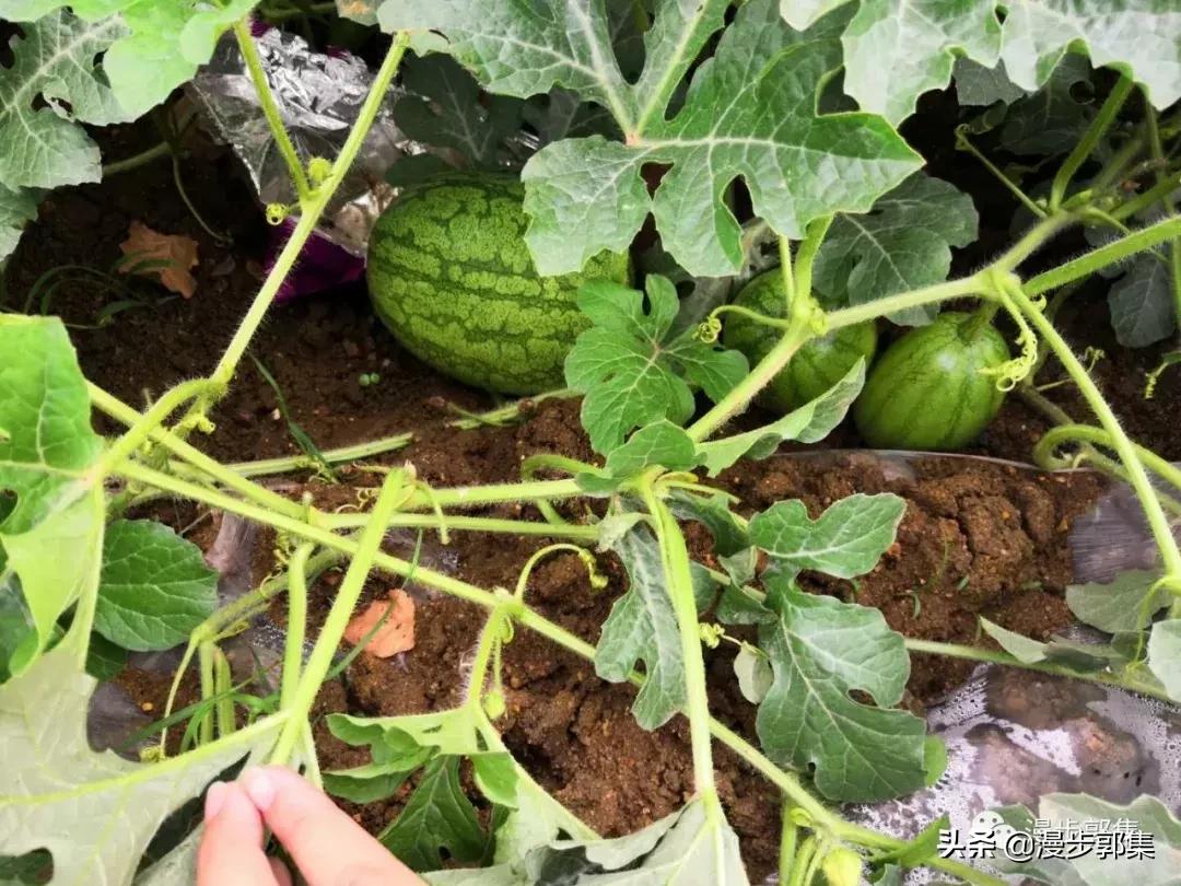 今年哪里的西瓜丰收了,现在的西瓜都成什么样子了
