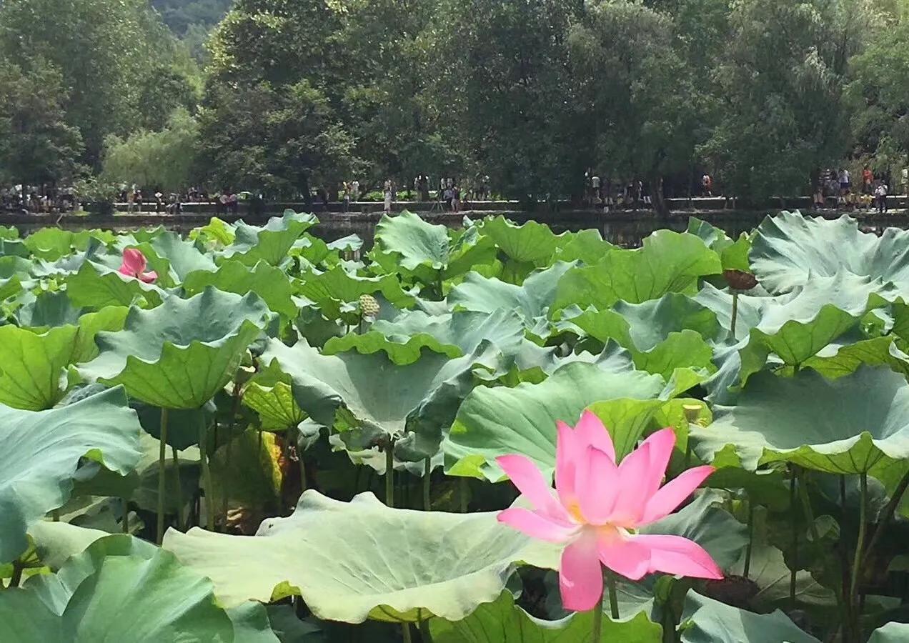大美徽州宏村,世界最佳旅游乡村安徽宏村