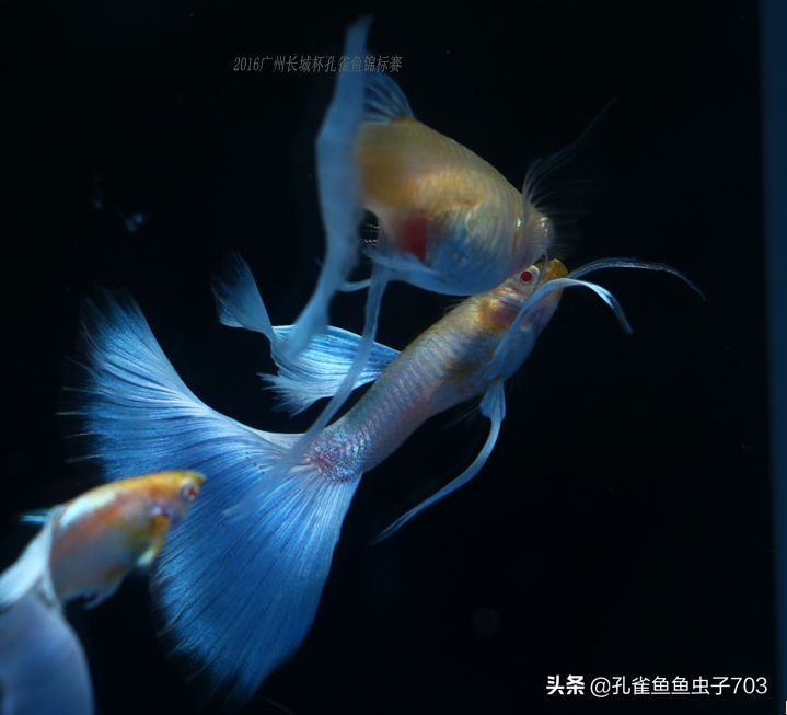 合缸后出现死鱼怎么办,混养缸为什么老是死鱼