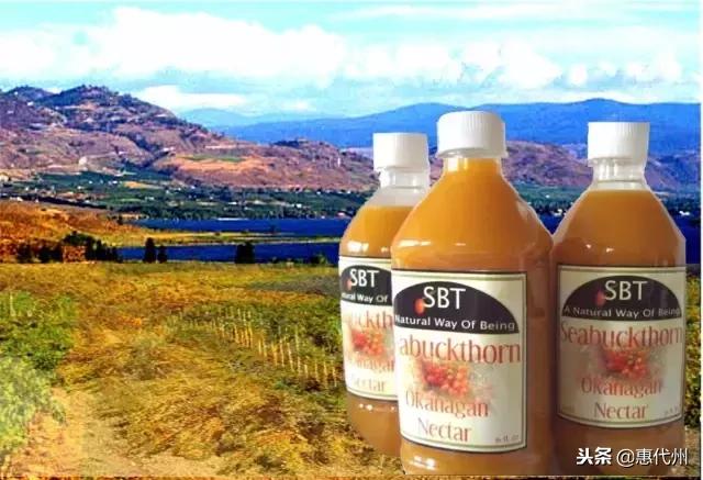 听说88%喝过沙棘汁的人都没见过沙棘，代县人告诉你它长什么样！