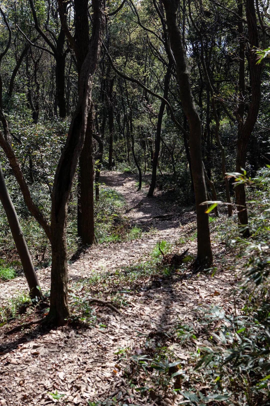 杭州凤凰山爬山最佳路线图,杭州百寿山景区