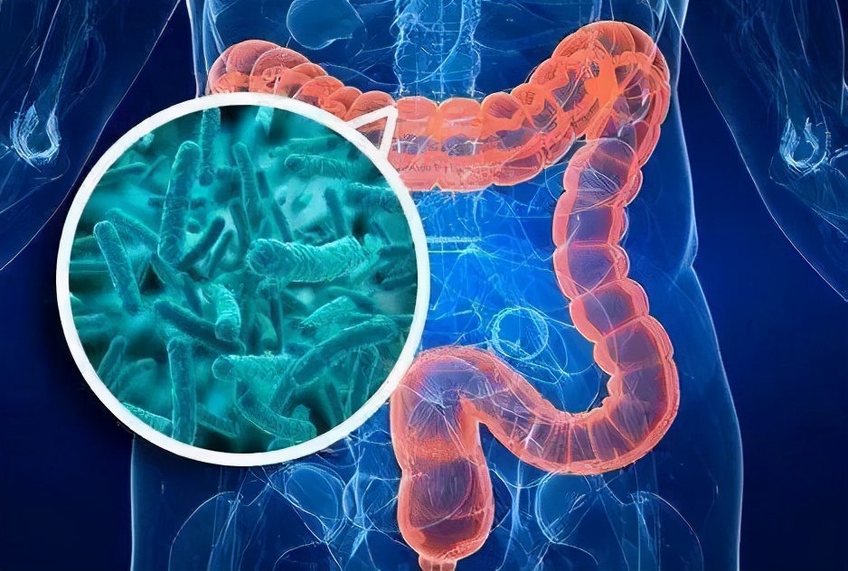 维持肠道益生菌活力,保持肠道菌群健康