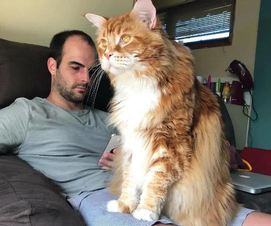 这辈子一定要养一个猫,这辈子一定要养只满眼都是你的狗