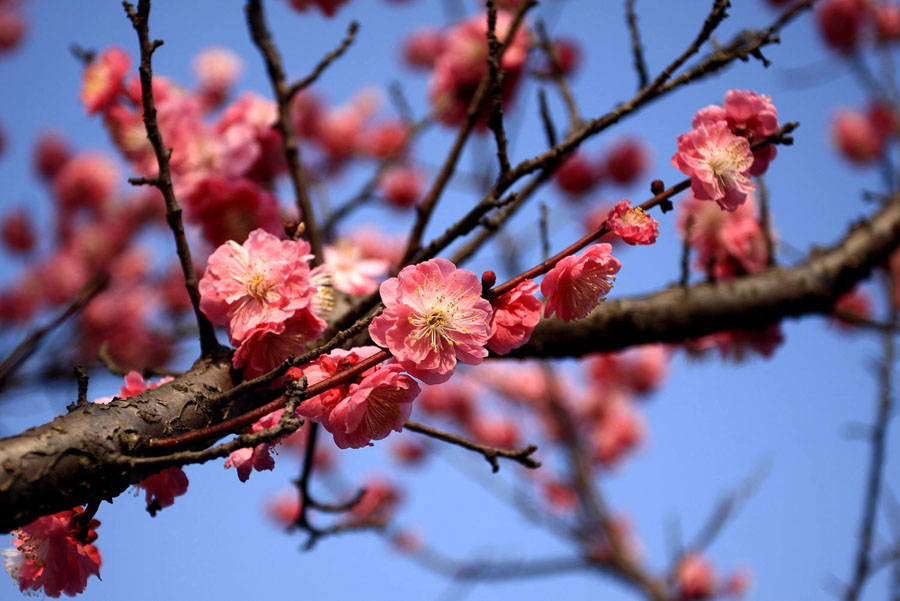 南京梅花山梅花迎来最佳观赏期,南京梅花山赏梅图集