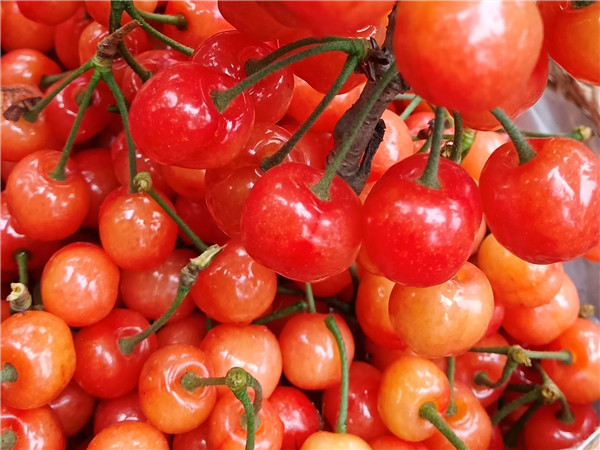 集凤镇芍药花节,彭山芍药花节