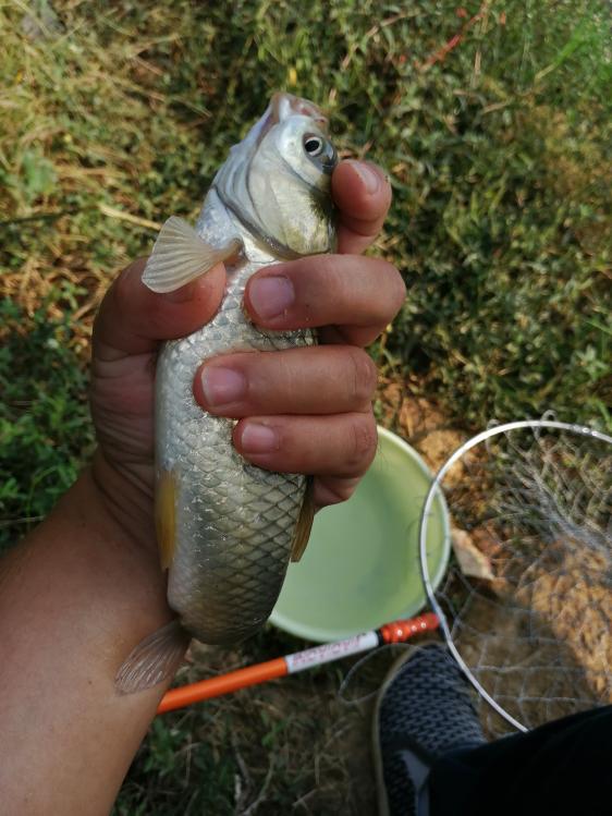 本汀金迦潘强弓5.4鱼竿测评,本汀宗师108跟金迦潘怎么选