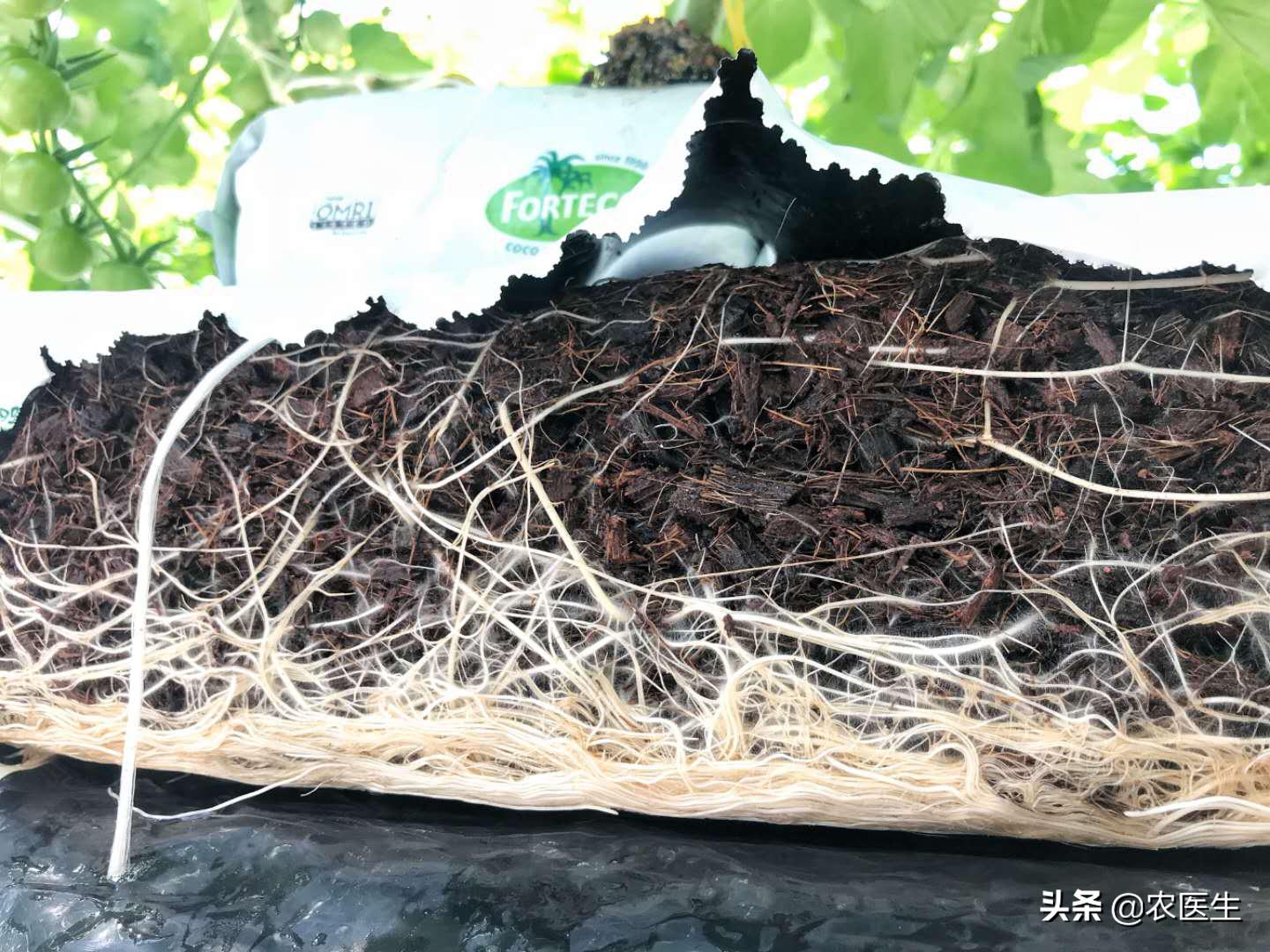这才是真正的无土栽培,无土栽培都有哪些问题