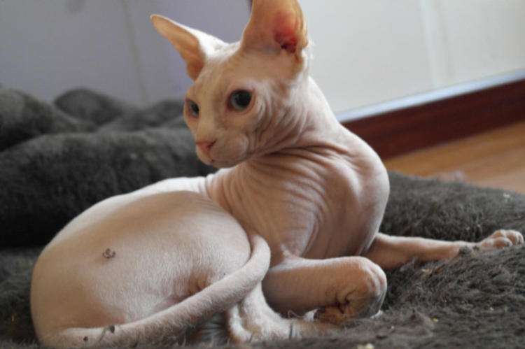 最适合新手养的五种猫咪颜值高,哪10种猫咪既便宜又好养排行榜