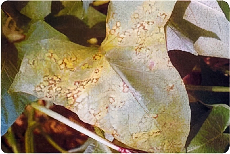 红薯病虫害图片大全,红薯病虫害