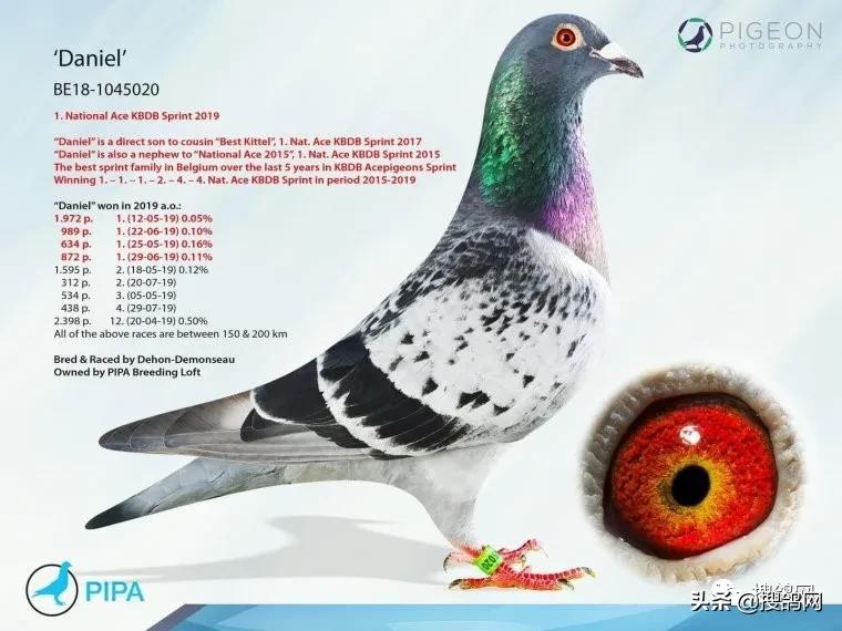 比利时速度鸽,比利时速霸龙赛鸽
