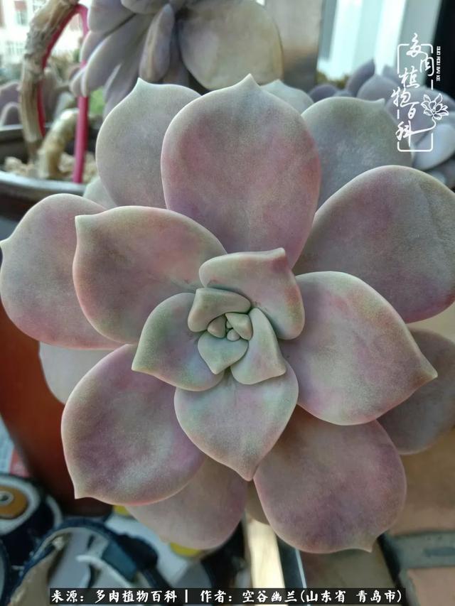 多肉最美的时光,多肉惊艳我的时光