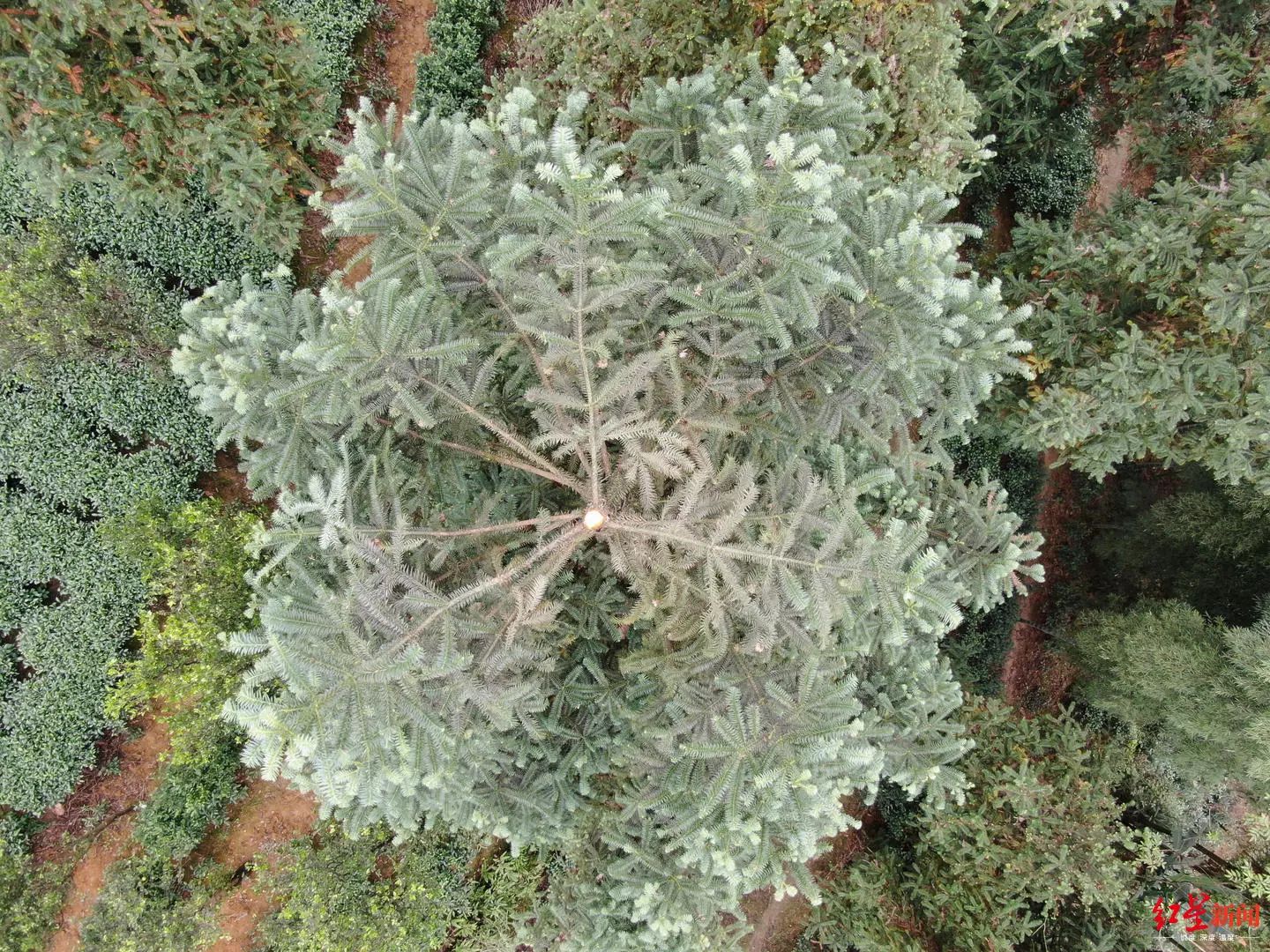 被胡蜂蜇死的养蜂人,野蜂蜂巢被摘无家可归发狂蜇死人