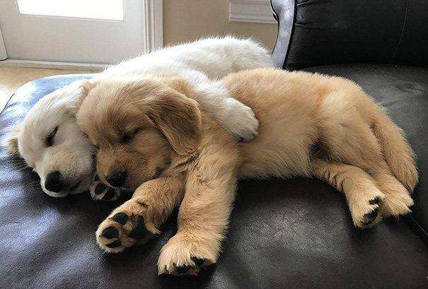 金毛狗狗的优点和缺点,金毛的优点和缺点