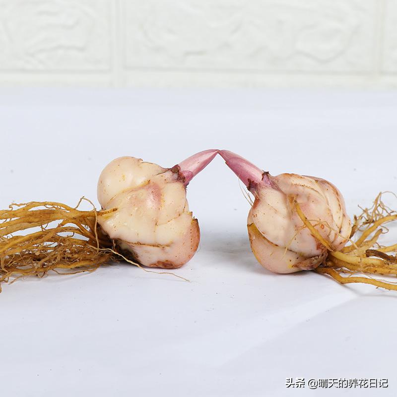 种百合怎么让它多长花苞,教你种百合