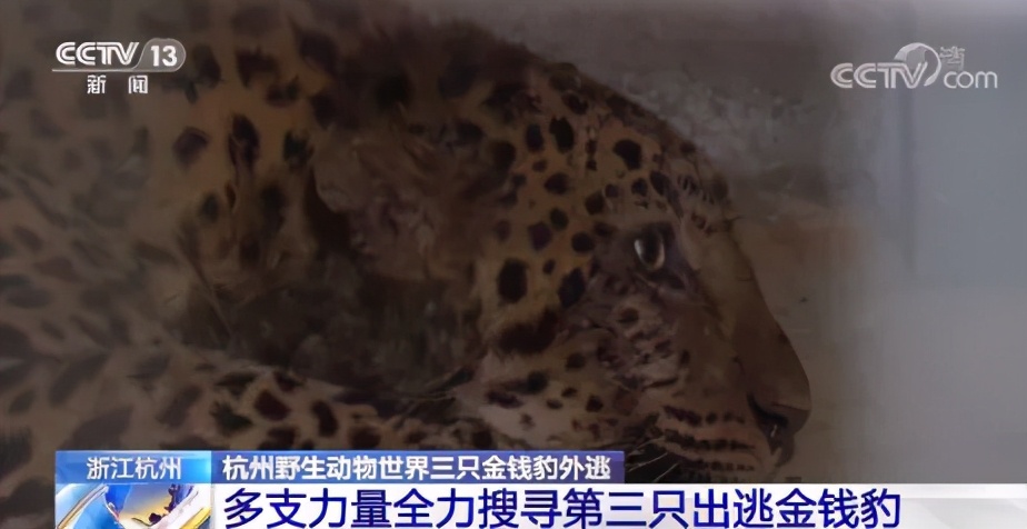 “瞒豹”动物园的股东：投资地产被执行，瞄上“灵丹妙药”犀牛角