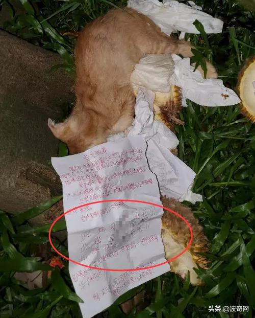 铏愮尗鍥紮浜嬩欢,铏愮尗鍥紮姝讳骸鍚庣画