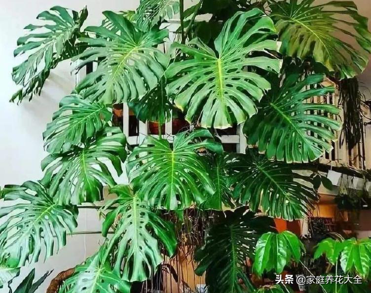 龟背竹小根系发黑腐烂怎么处理,龟背竹叶子尖发黑干枯需要剪掉吗