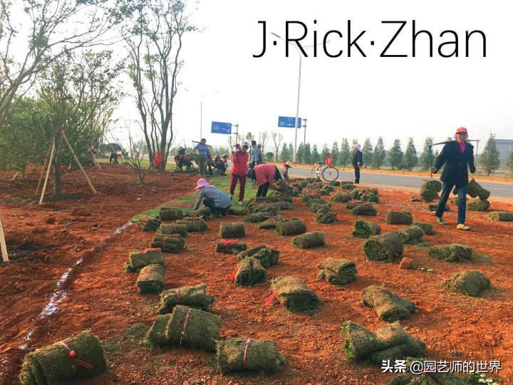 高尔夫果岭草坪家庭院子种植,麦冬草坪种植方法和注意事项