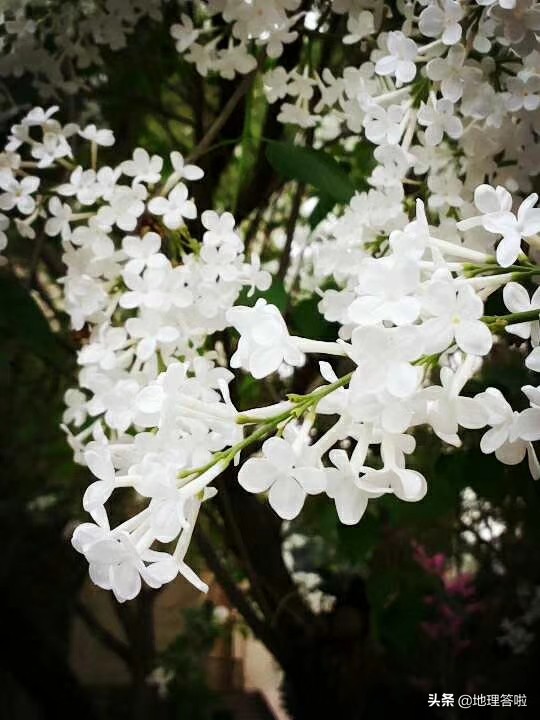 钓鱼台饭店济南,钓鱼台宾馆的北国风光