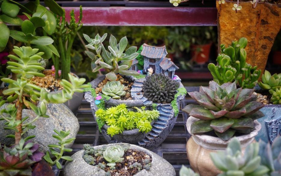 多肉叶子晒软皱了怎么办,多肉叶子皱了怎么恢复