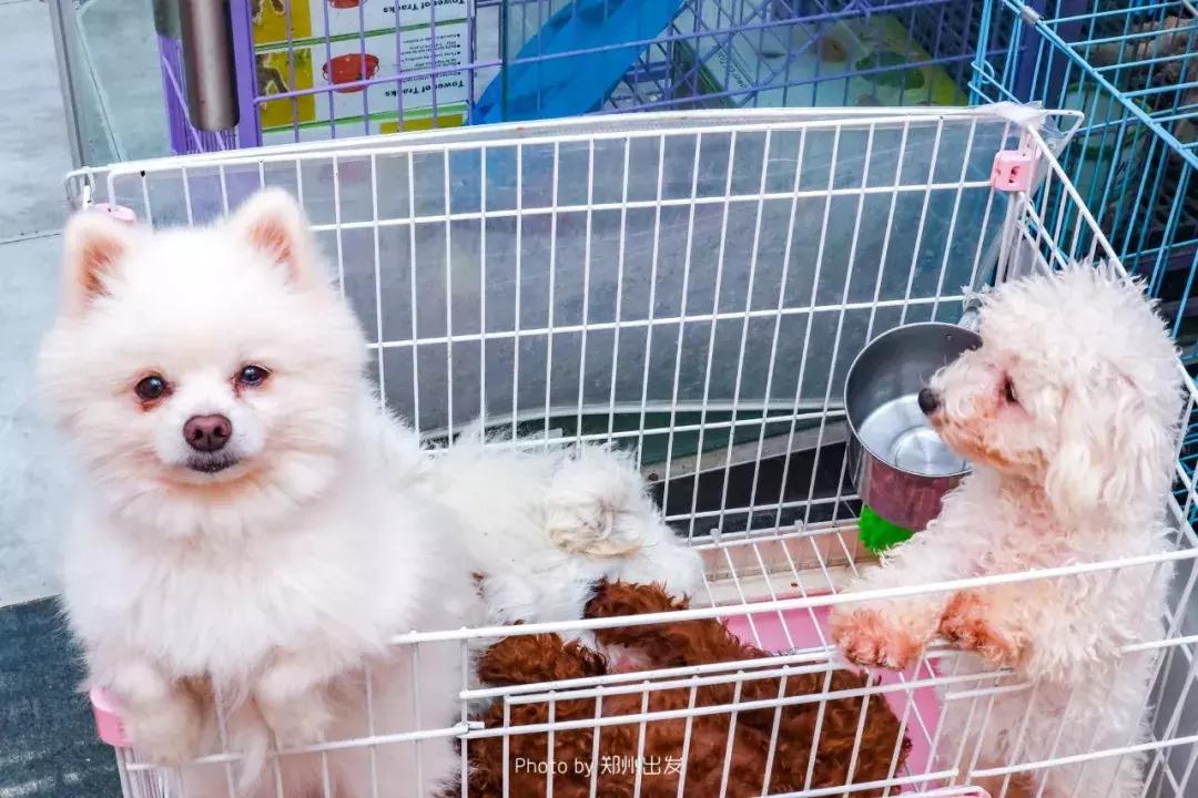 郑州三大花卉市场都是哪个,郑州哪个花卉市场最全