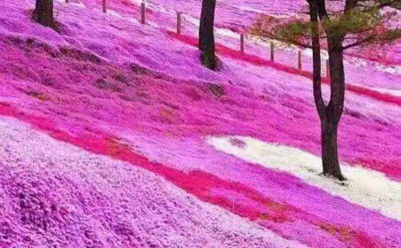 错过了樱花发现蔷薇也很美,错过了樱花盛开的季节