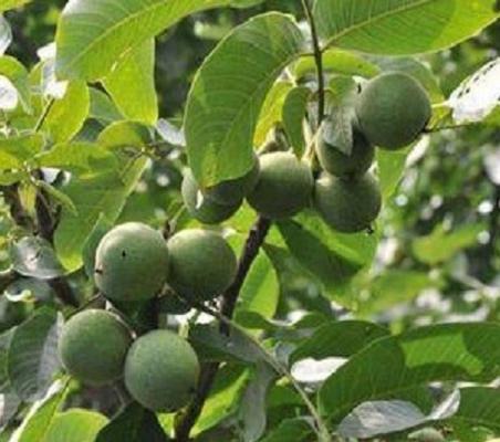 最好核桃产地在哪里,最好的核桃产地在哪里