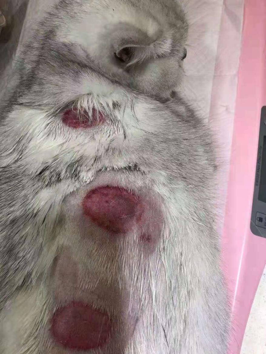 猫咪疯狂掉毛怎么回事,猫咪疯狂掉胡子