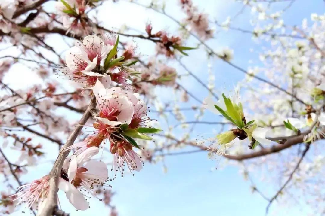 天津赏花好玩的公园,天津东丽湖哪里可以赏花