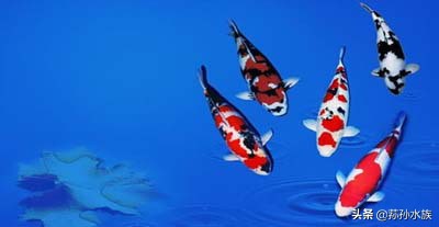 白写锦鲤选购,蝴蝶锦鲤选购