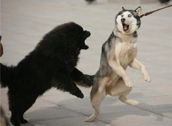 狗狗爱扑人咬手怎么办,狗狗爱扑陌生人