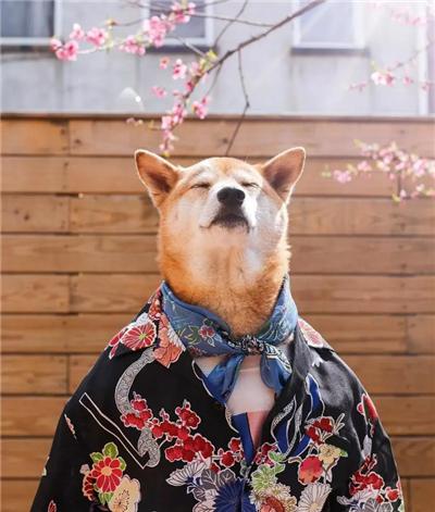 成熟狗狗穿搭,狗界王老五的时尚型穿搭示范