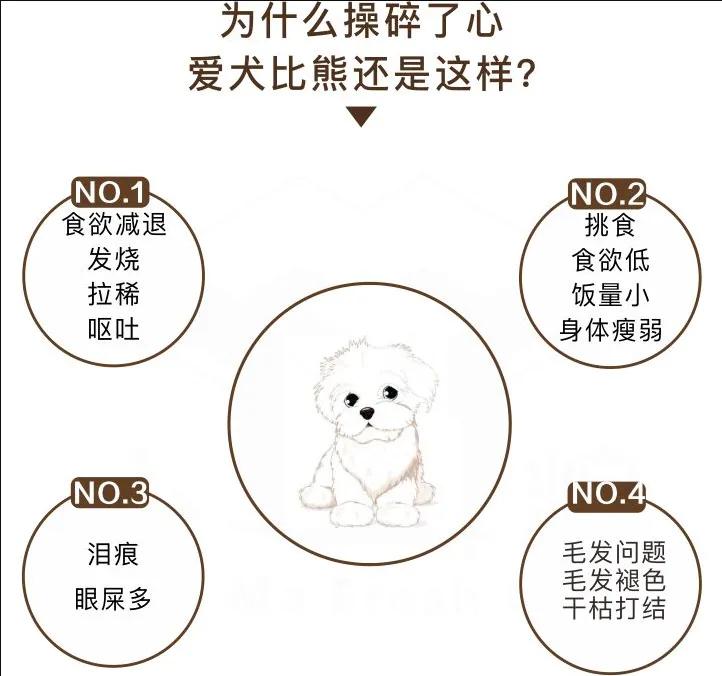 比熊犬怎么养?比熊犬吃什么?养比熊有哪些注意事项??