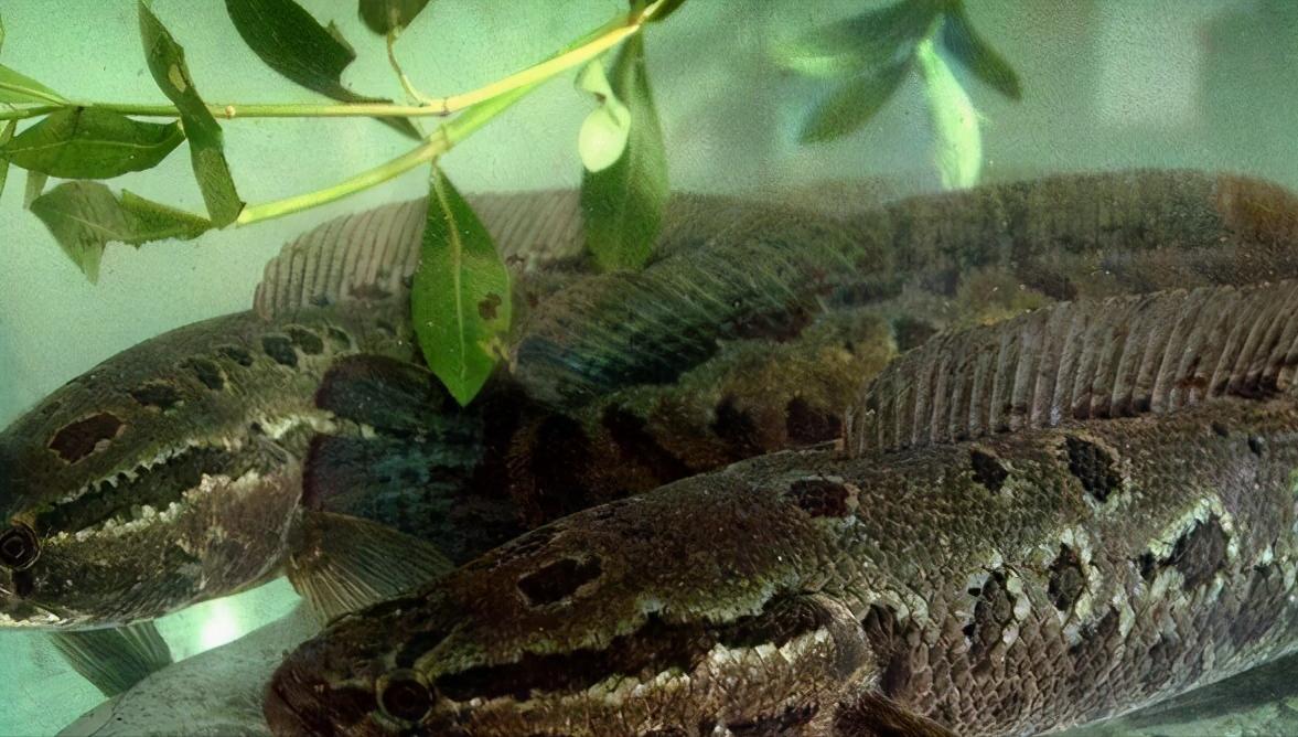 小黑鱼离开大黑鱼能存活吗,黑鱼如果钓走了小黑鱼还能不能活