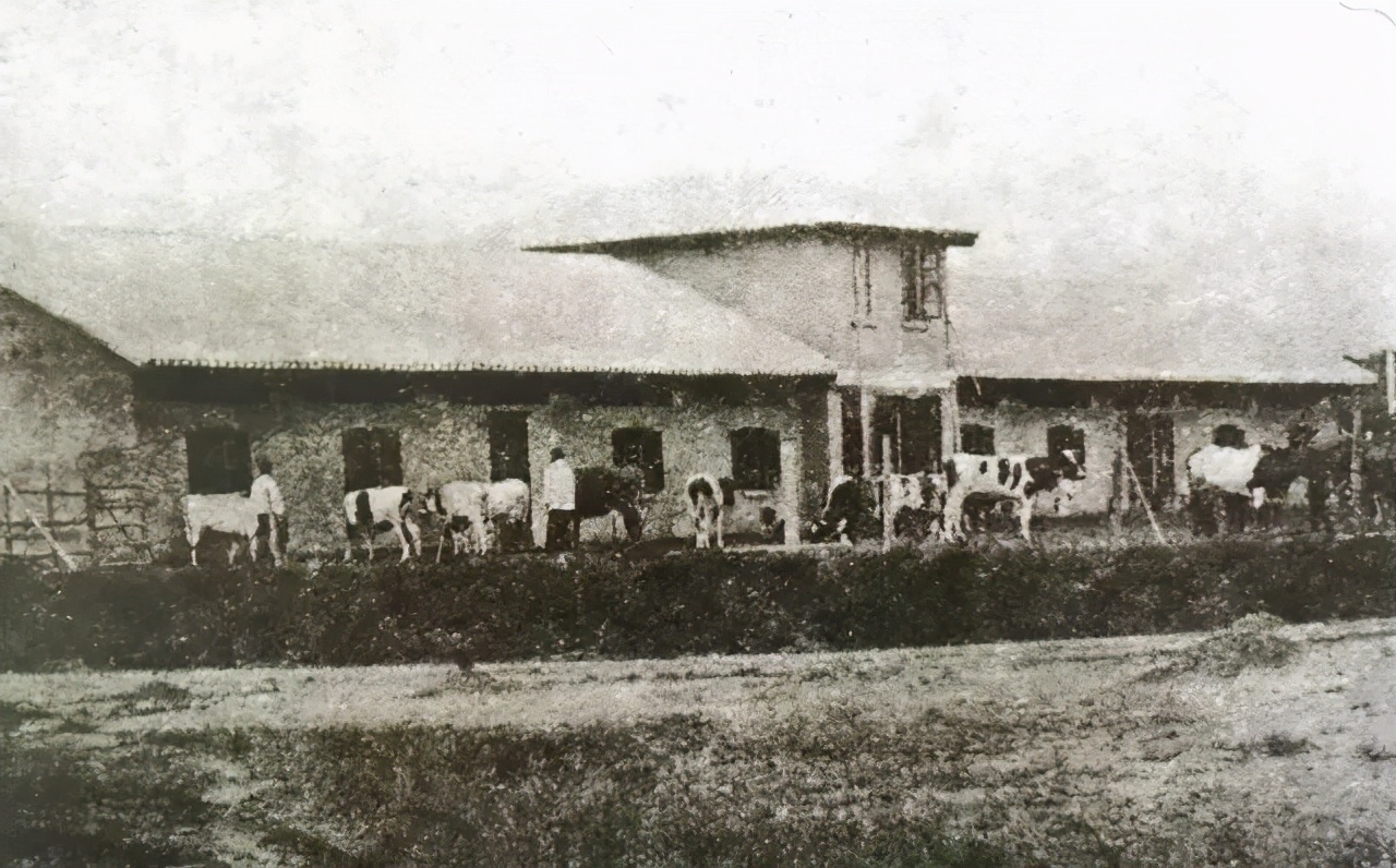 只有当地人才知道的宝藏酸奶,好喝的宝藏酸奶