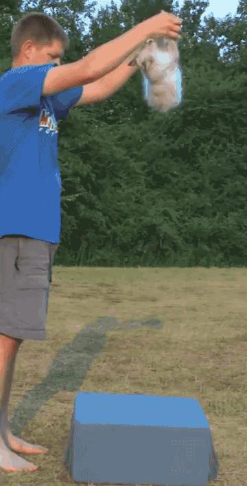 猫为什么在空中可以调整身体,猫为什么可以在空中自由翻转