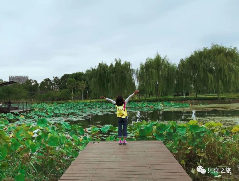 郑州赏荷花攻略,中国赏荷必去的地方