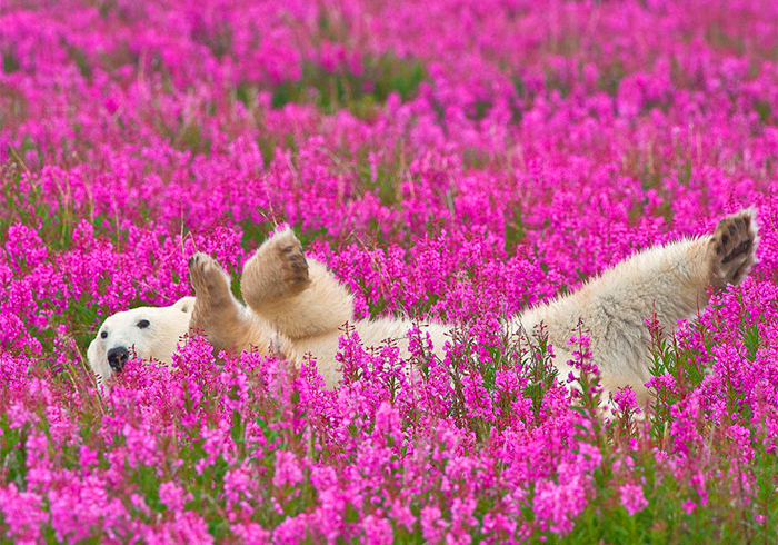 北极熊在花海中嬉戏?冰天雪地的极北之地,竟有如此景象
