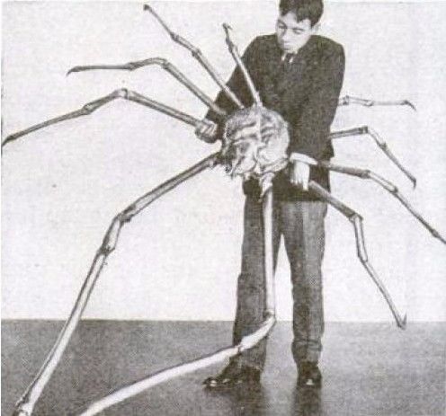 你不知道的13个螃蟹冷知识,螃蟹的冷知识有多可怕