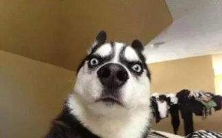 十大最干净最好养的小型狗,什么狗最干净而且便宜最好养