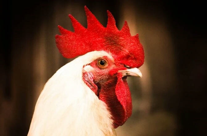 鸡的头部特征,鸡头部