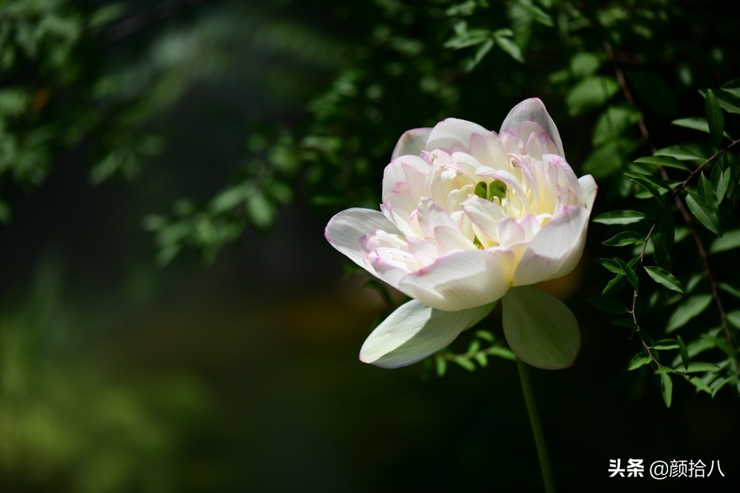碗莲种藕生长到开花全过程,碗莲种植方法和时间图片