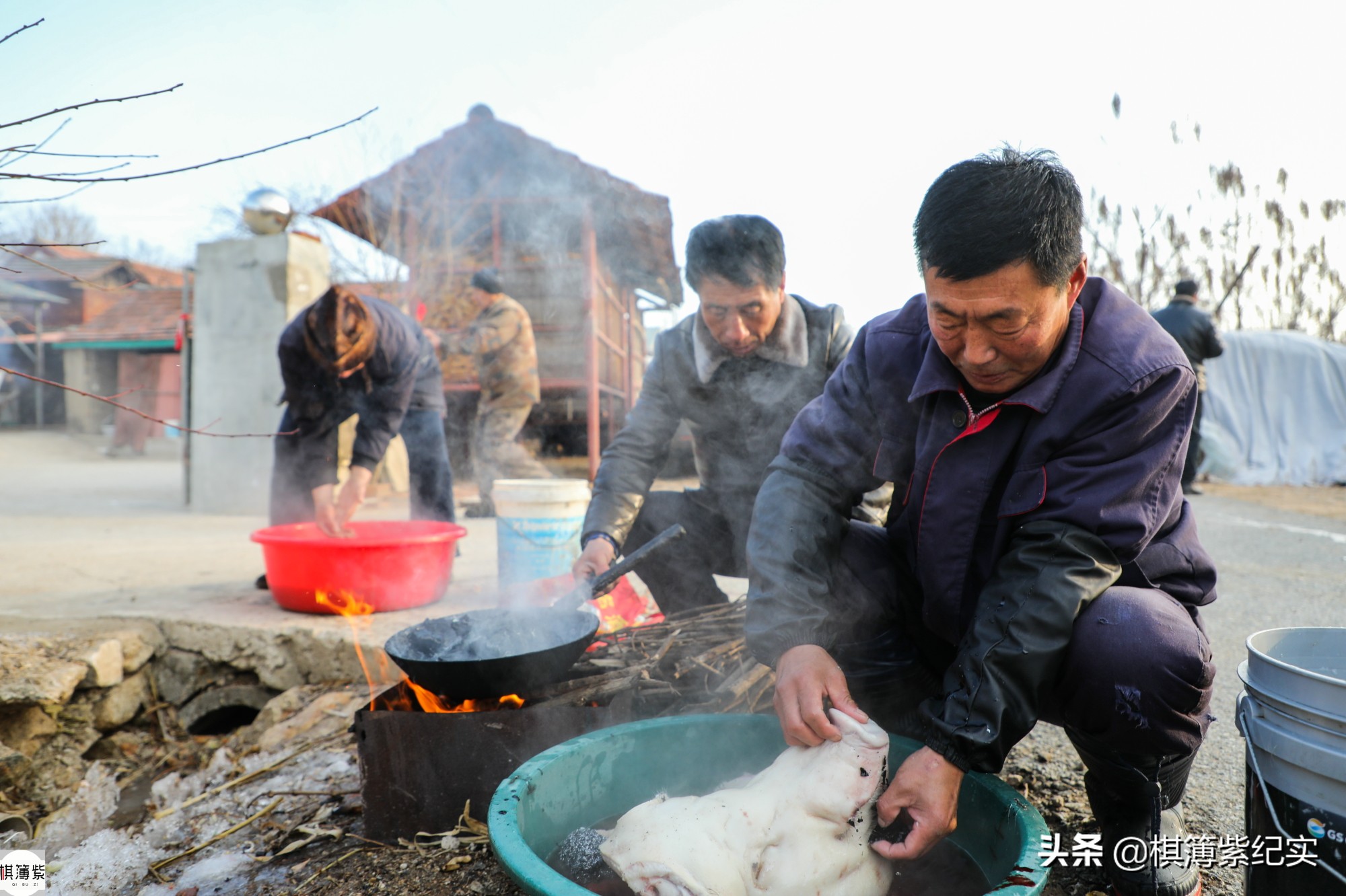东北杀年猪的视频,东北农村杀大年猪完整版