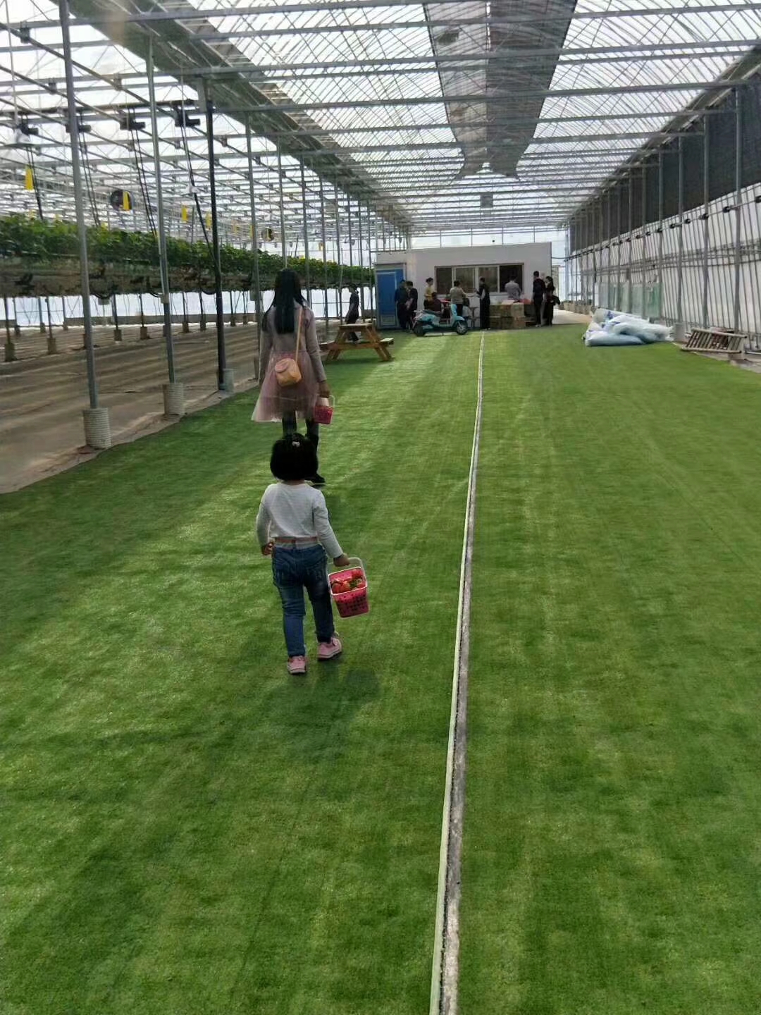 草莓立体栽培技术视频,草莓立体栽培的利与弊