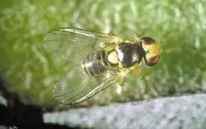 蔬菜害虫分类及图片大全,蔬菜害虫的防治方法有哪些