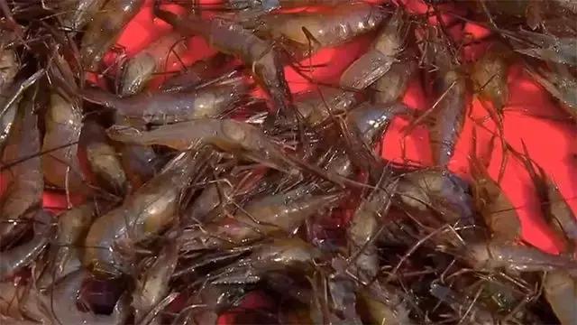 水泥池养龙虾有假的吗,龙虾水泥池养殖方法图解