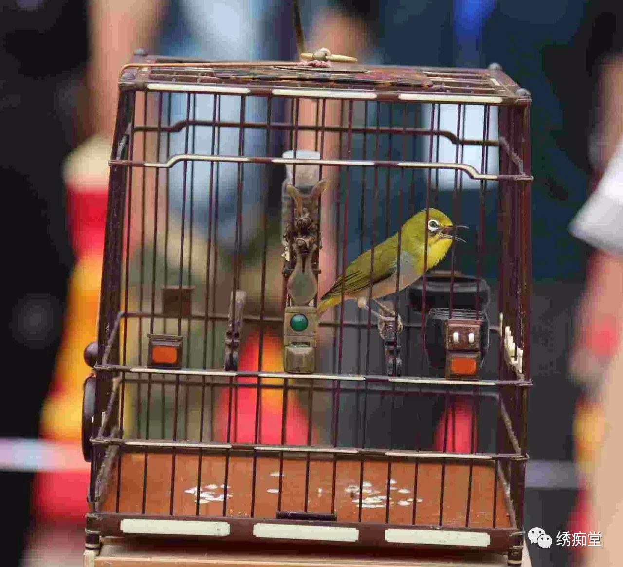 和鸟交谈,怎样和鸟交流沟通