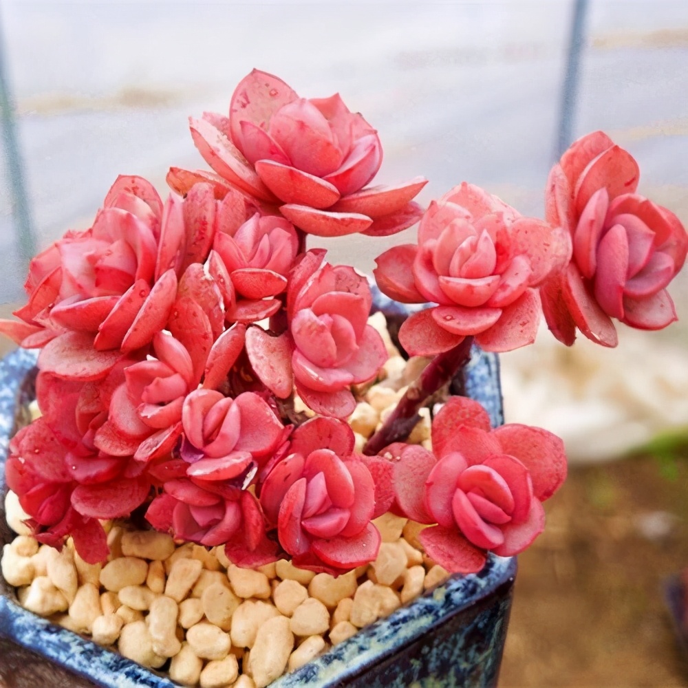 10种多肉天生爱徒长,不能“宠”着养,虐一虐才漂亮