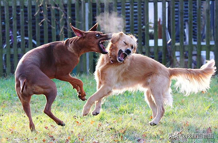 哪些狗狗遭遇了不好的事情,那些年狗狗生过的病